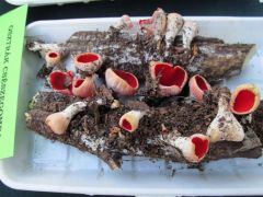 Rozibá` már osztrák csészegombát is hozott