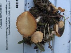 Szemétgomba annyi volt, mint a szemét...