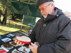 Pleurotus eryngii micélium, szív alakban