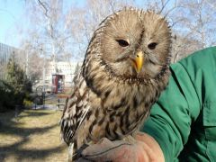 Uráli bagoly - tekintélyt parancsoló!