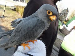 Kékvércse - sajnos egyre ritkább