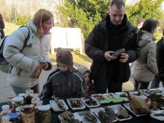 A központos tönkű pecsétviaszgombánál