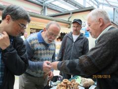 Csoportos- vagy gyűrűs tuskógomba?