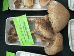 Amit majdnem mindenki ismer