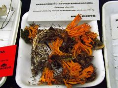 Kittinek ők tetszettek meg