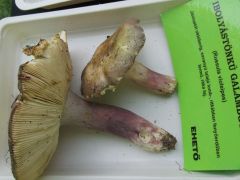 Egy ritka faj a sok ismerős között