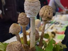 A közönségkedvenc