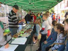 Hatalmas méretű kucsmagombáink