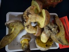 Egy a sok érdekesség közül