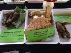 Tinóruból is volt kínálatunk