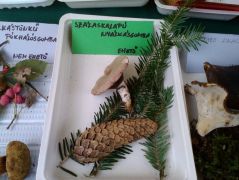 A kiállítás legritkább faja