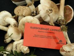 Karbolszagú csiperke