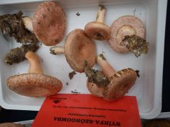 Nyírfa szőrgombát sosem láttunk ilyen sokat