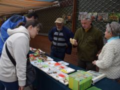 A gyökeres álpereszke ismét előkerült...