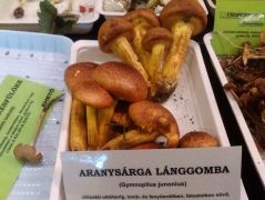 Szépségeink egyike