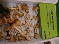 Déli tőkegomba felénk alig van