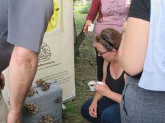 Gombatermesztés plakáton és élőben