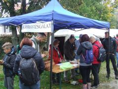 Szórványos forgalom a gombavizsgálóban