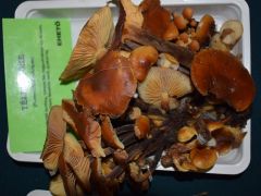 Téli fülőke nélkül nincs Bagolyles!