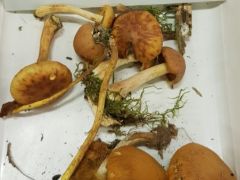 Foltoslemezű lánggomba