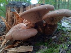 Gyűjtőtúrán a kiállításra