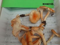 Hát igen... Elég halovány hozzá...