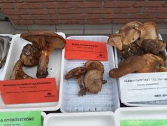 Cölöpgomba rokoni találkozó