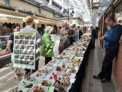 Rozibá`, a plakátember