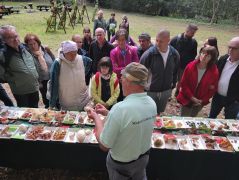 Miről ismerszik meg a karbolszagú csiperke?
