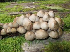 Helyszíni felhozatal