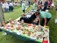 Sok civil szervezet jelent meg