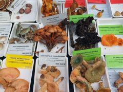 Rizike és sárgulótejű tejelőgomba - nem mindegy