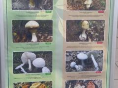 Rendszeresen bemutatott posztereink