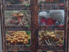 Ehető és mérgező gombapárok - népszerű