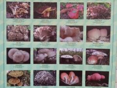 Védett gombás tablónk már 8 éve sláger