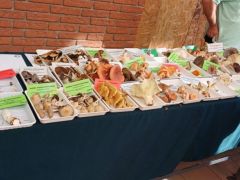 Ismerős és ritkább gombák tömkelege!