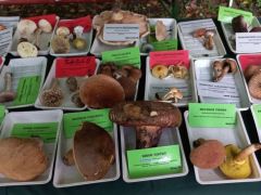 58 faj - több mint elég egy előadás sorozathoz