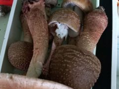 Nem csak mérgező galócák vannak ám!