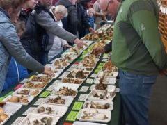 Két nap alatt összesen 255 gombafaj számtalan példányát mutattuk be