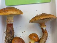 Ez a faj nem túl gyakori, csak vörösfenyő alatt nő