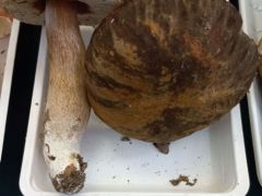 Bronzos vargánya, az ászok ásza!