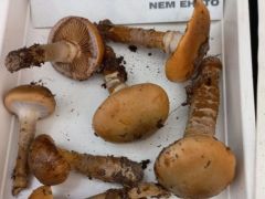 Ugye mennyire hasonlít a az előzőhöz?