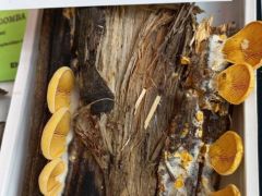 A laskagomba, ami nem ehető, de azért...