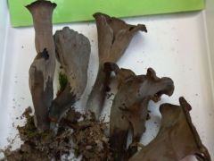 Mennyire hasonlítanak!