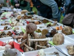 Gyönyörű a gomba felhozatalunk