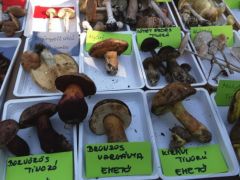 A tinórufélék iránt a legnagyobb az érdeklődés