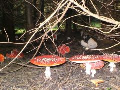 ... és mesegombái.