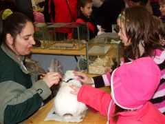 A szomszéd stand sikere