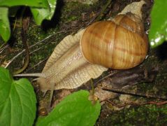 Csiga több lett volna, mint gomba...