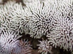 Ceratiomyxa fruticulosa, korall nyálkagomba*